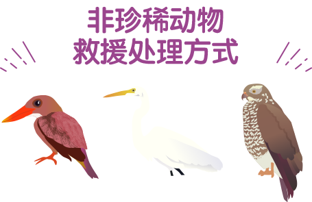 非珍稀动物救援处理方式