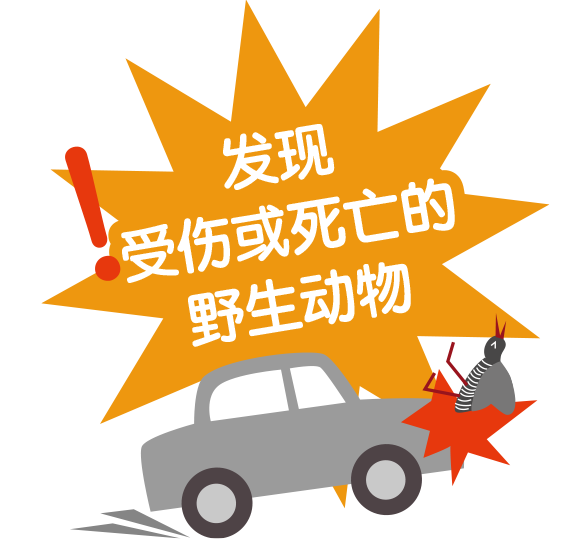 发现受伤或死亡的野生动物