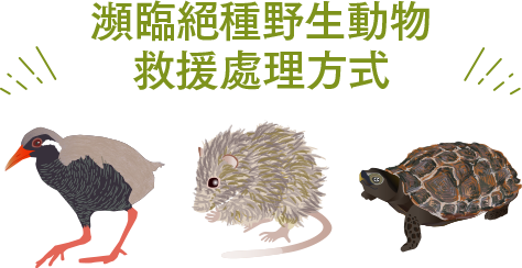 濒危珍稀动物救护处理方式