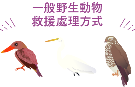 非珍稀动物救援处理方式