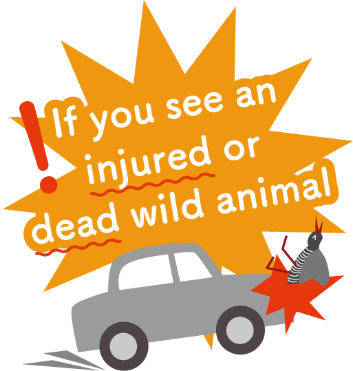 If you see an injured or dead wild animal