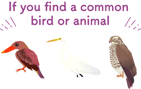 If you find a common bird or animal that is injured